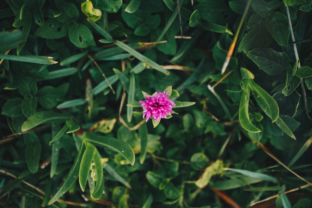 uma pequena flor rosa cercada por folhas verdes