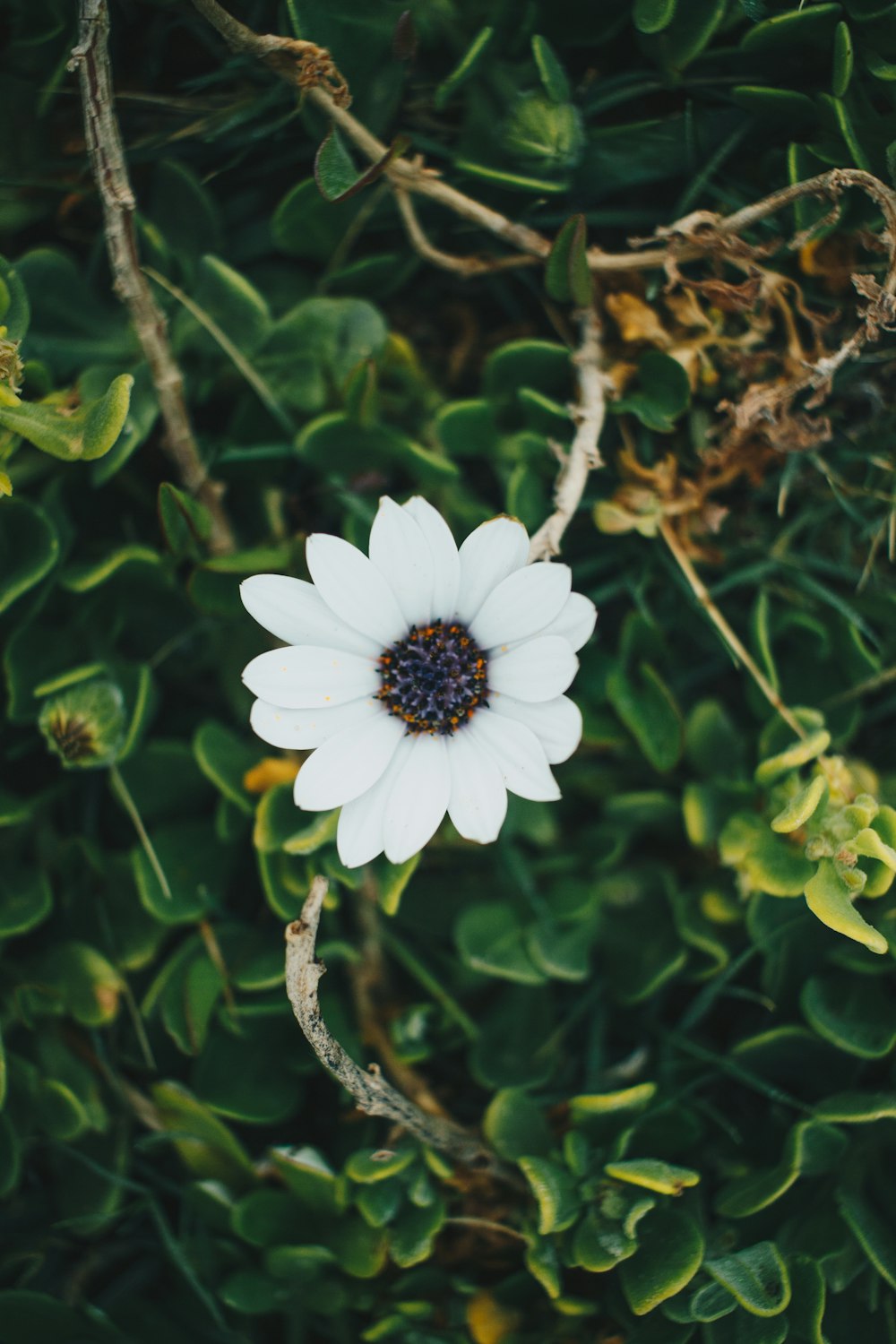 flor blanca con hojas verdes