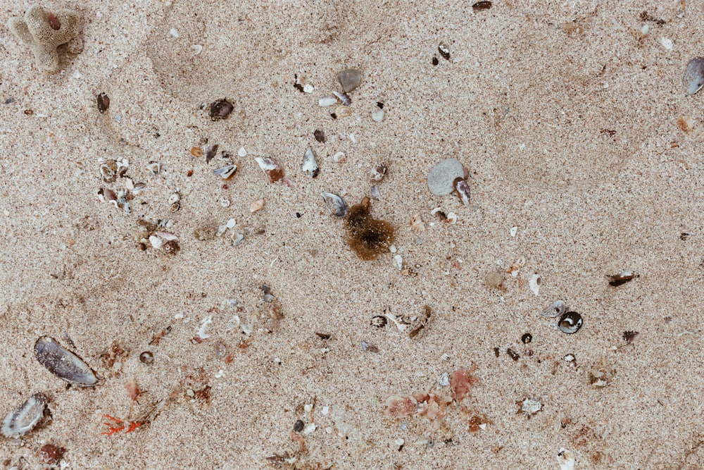 piedras blancas y negras sobre arena marrón