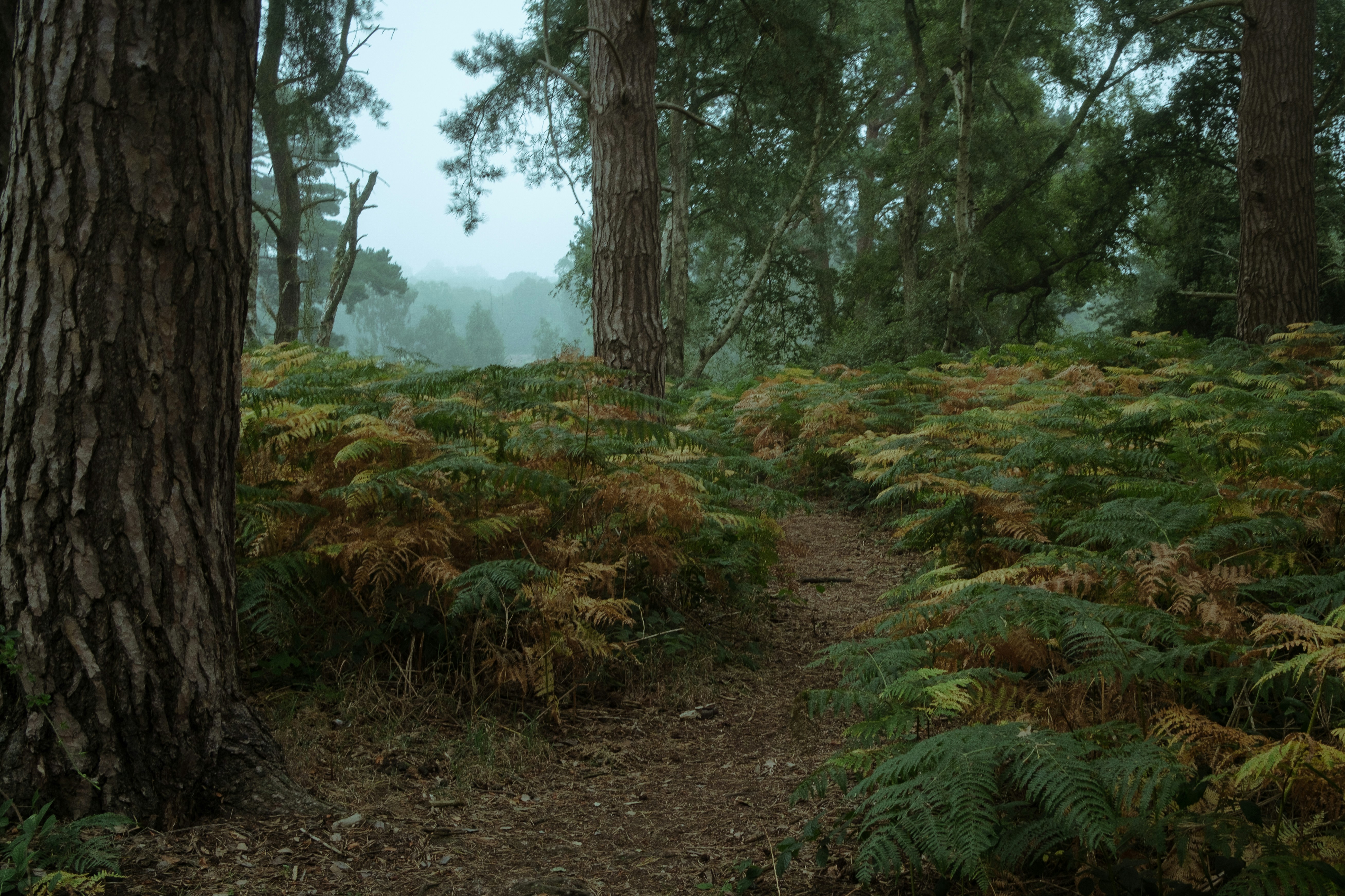 green grass and brown soil