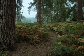 A serene forest scene with towering trees and a narrow path meandering through dense ferns. The foliage features a mix of green and brown ferns, suggesting a transition in seasons. The atmosphere is tranquil and slightly misty, with soft light filtering through the canopy.