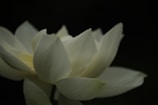 White lotus flower glowing softly against a dark textured background