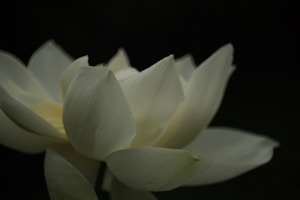 Lotus Cloud Pattern