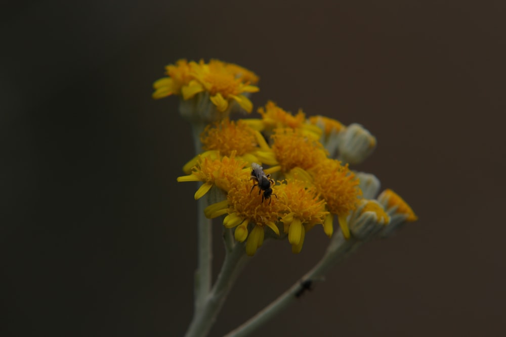 노란 꽃에 검은 색과 노란색 꿀벌