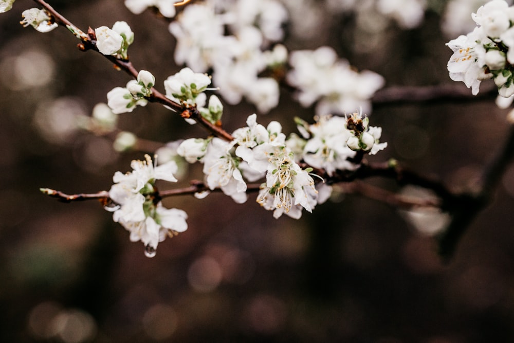 white cherry blossom in close up photography