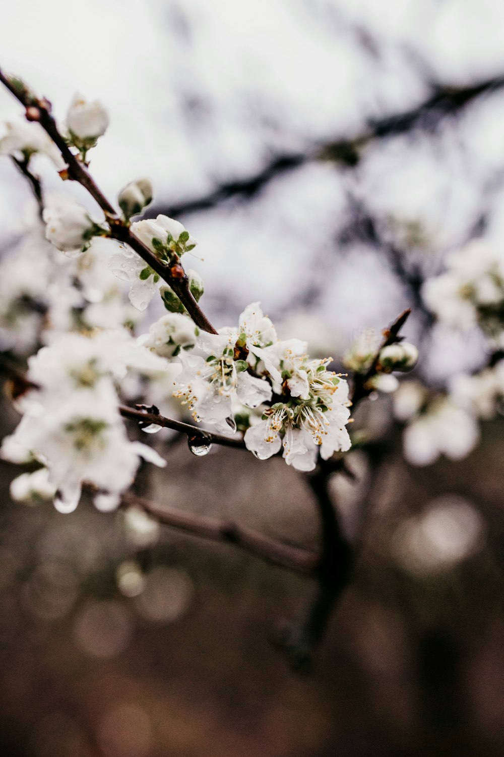 white cherry blossom in close up photography