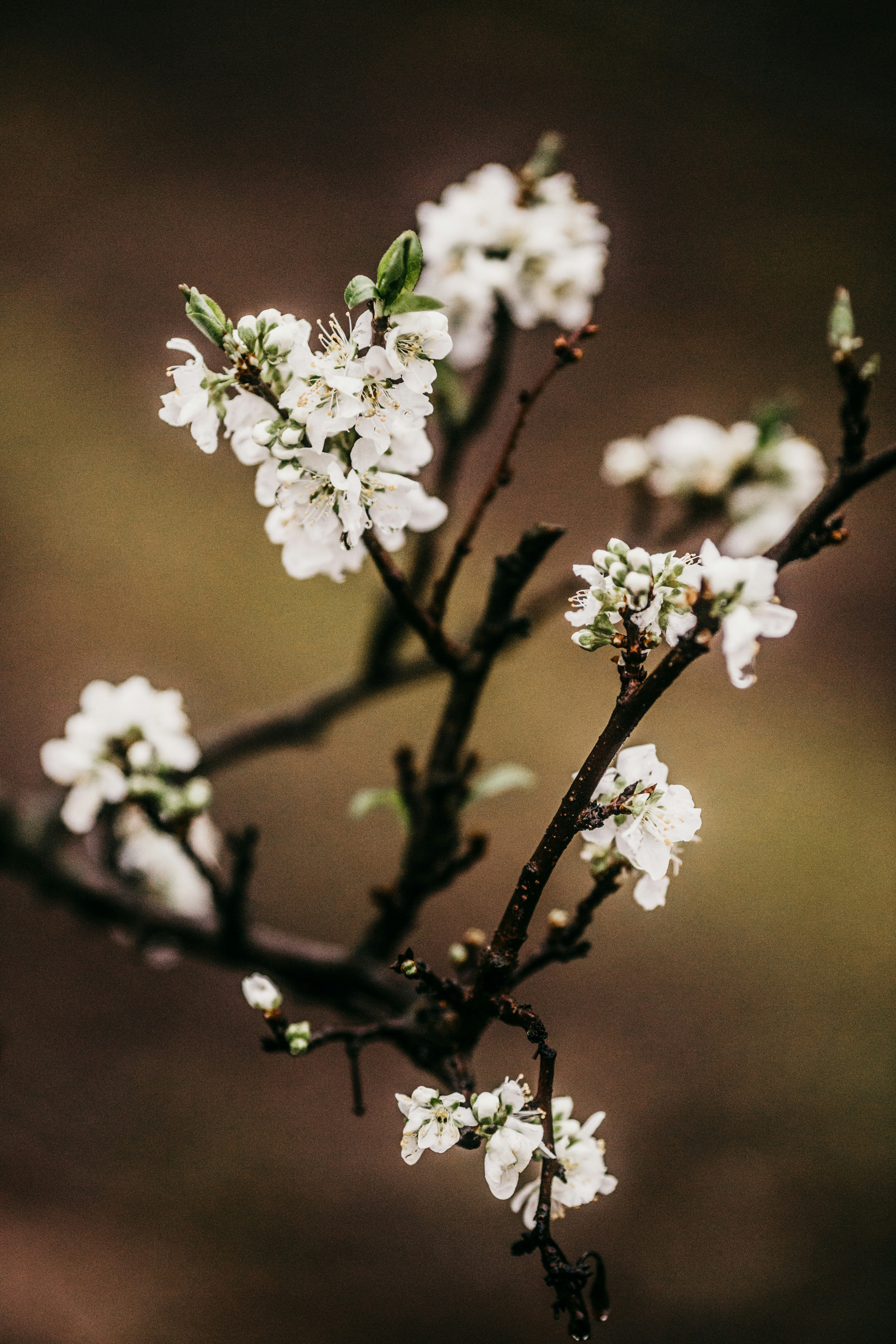 Photo by jonathanborba