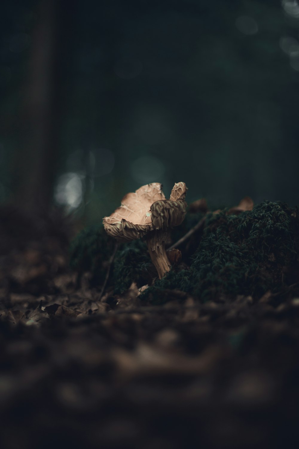 brown mushroom on brown soil