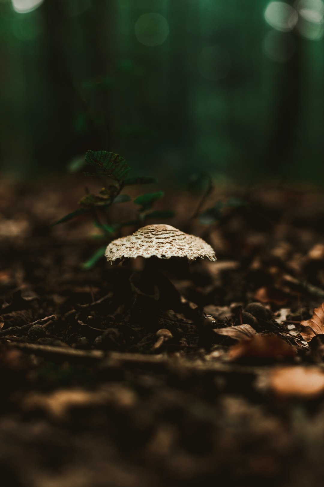 Forest photo spot Réding Alsace