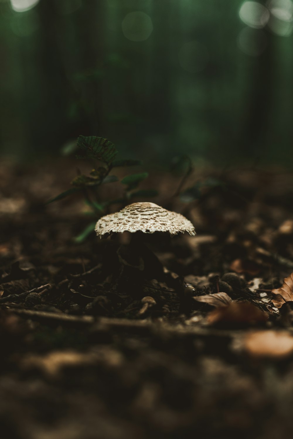 white mushroom on brown soil