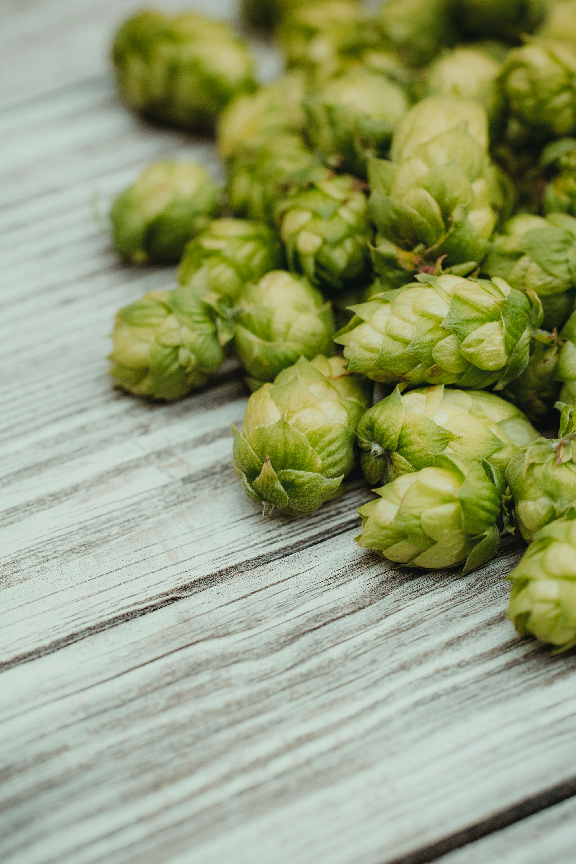 Fresh season harvest: bio hop for brewing Bavarian craftbeer. Made with analog vintage lens, Leica APO Macro Elmarit-R 2.8 100mm (Year: 1993)