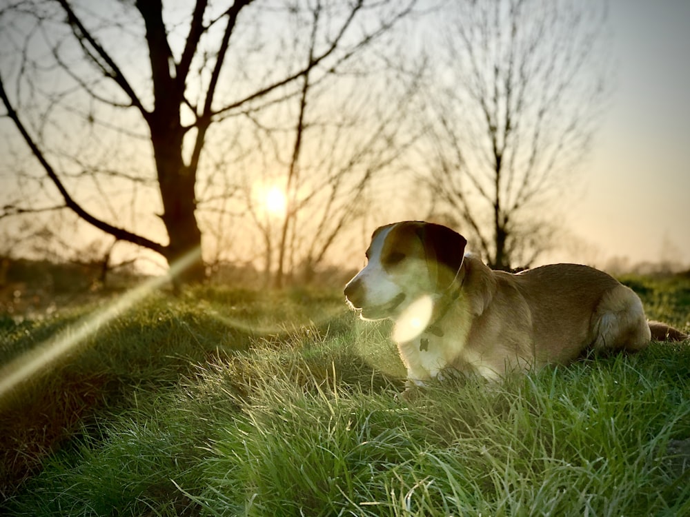 a dog laying in the grass near a tree