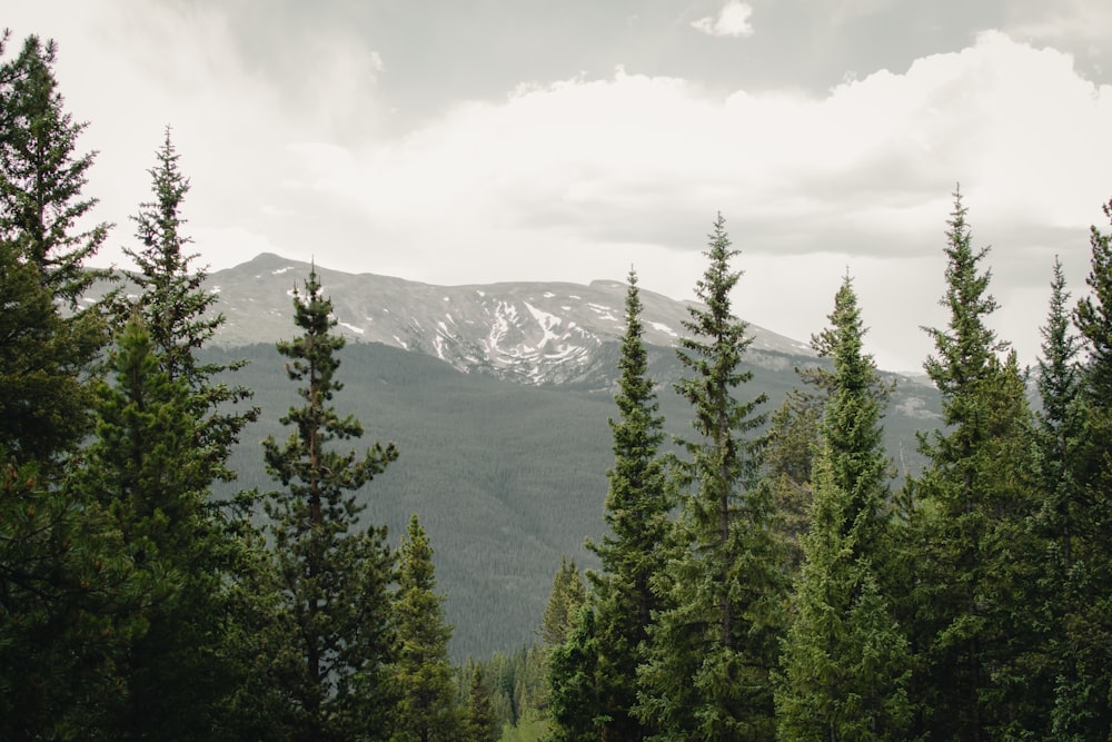 green pine trees near snow covered mountain during daytime