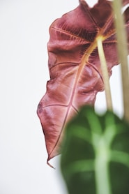 red and green leaf in close up photography