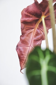 red and green leaf in close up photography