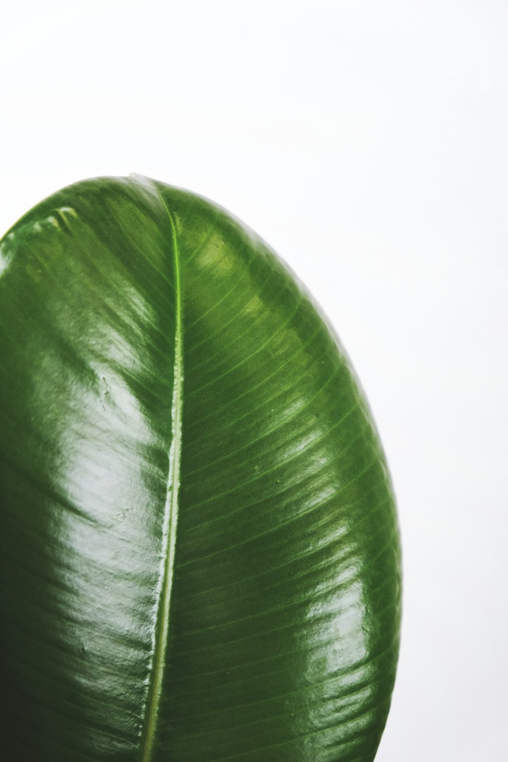 green leaf with white background