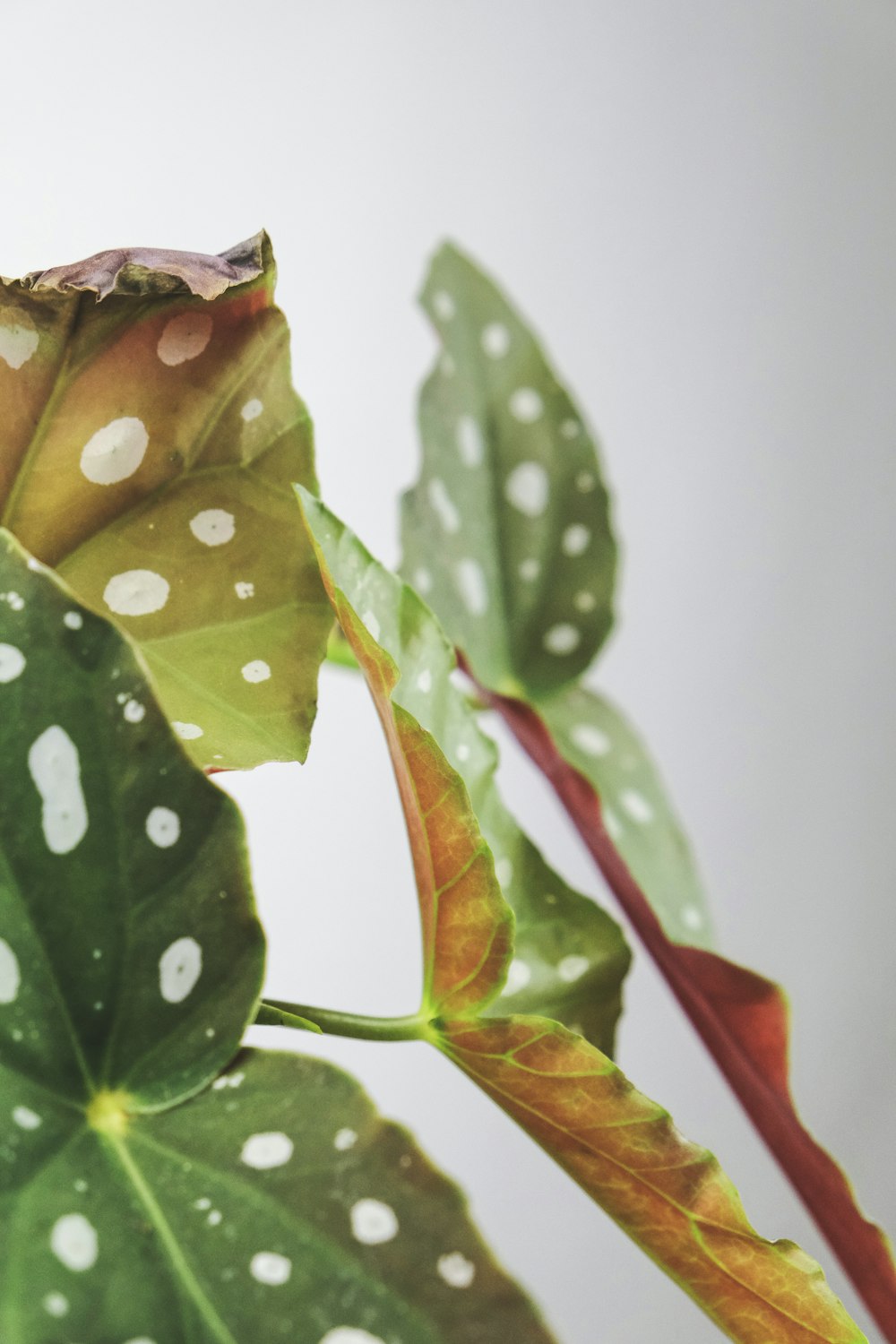 water droplets on green leaf