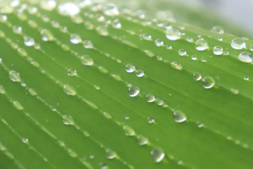 A close-up of a fresh green leaf with morning dew drops glistening in soft natural light.