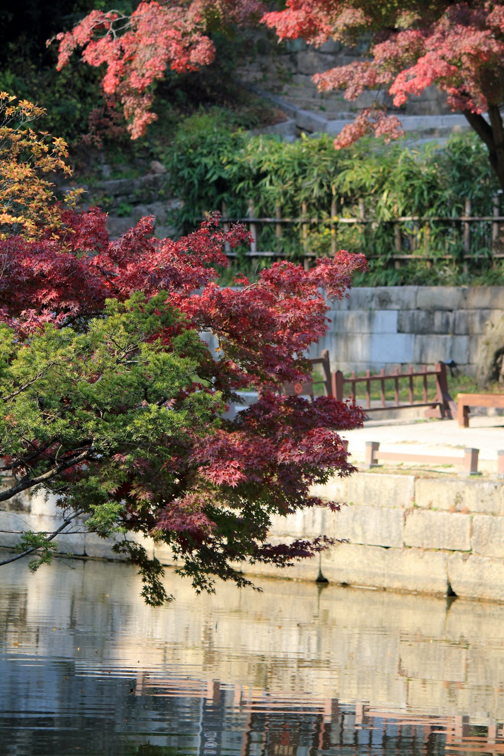 red and green leaf tree near body of water during daytime