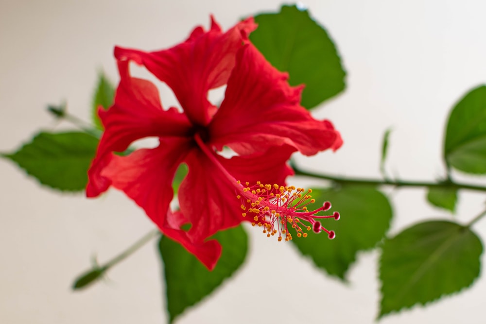 red hibiscus in bloom during daytime