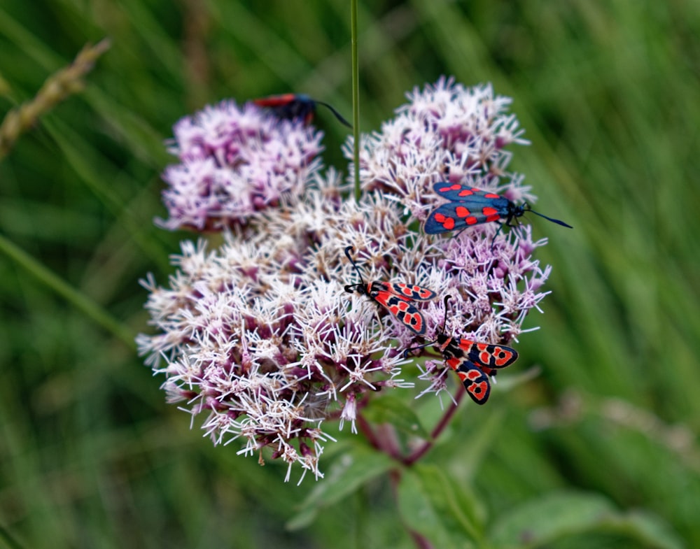 blue and red butterfly perched on white flower