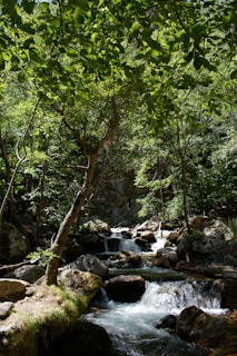 green trees near rocky river during daytime