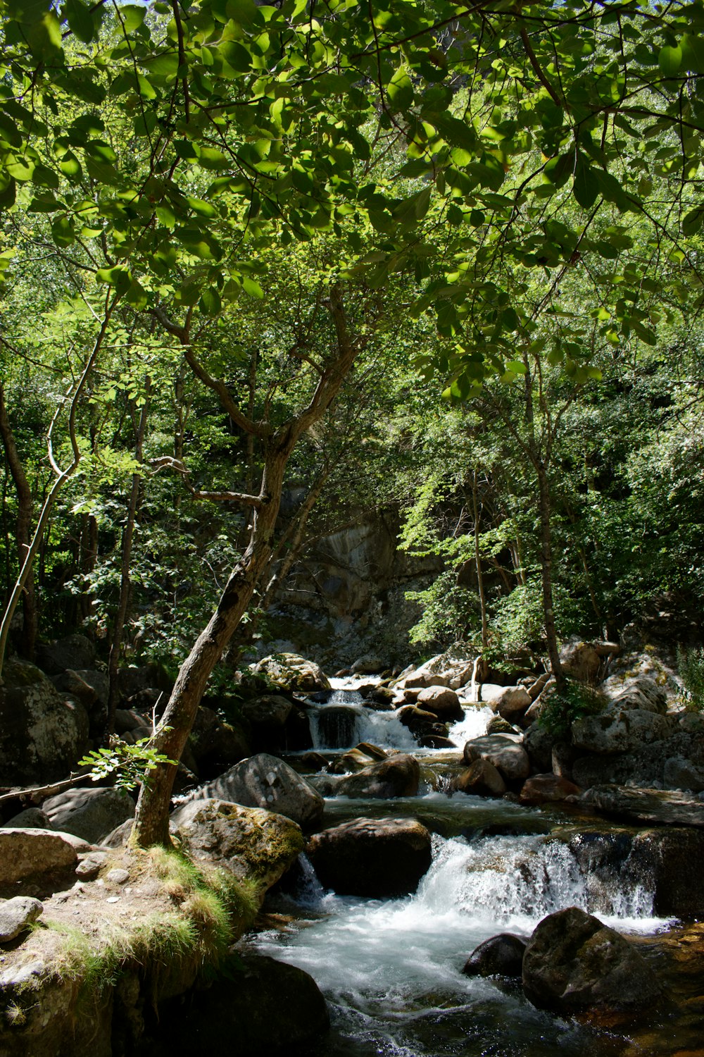 green trees near rocky river during daytime