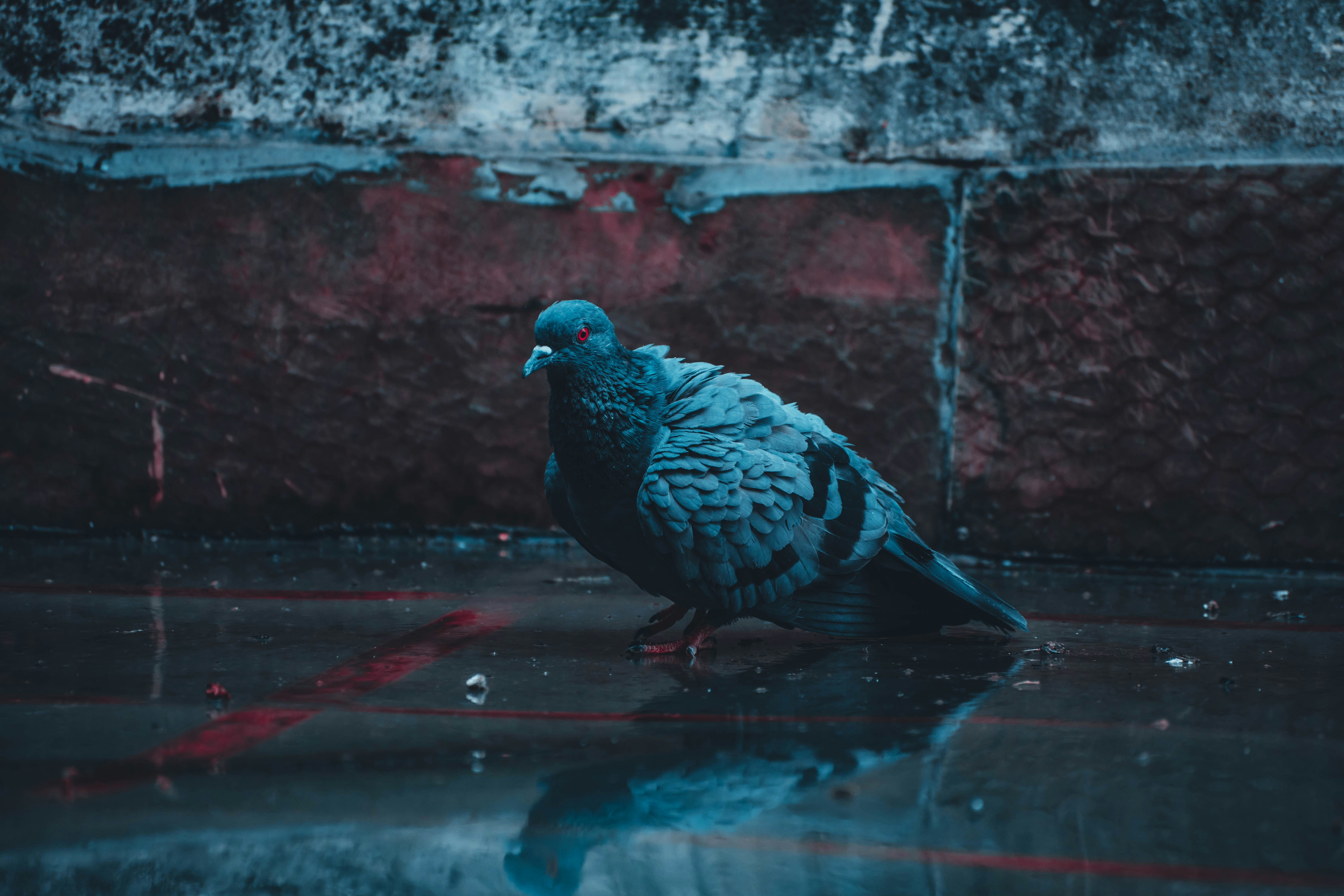 black and gray pigeon on red concrete wall