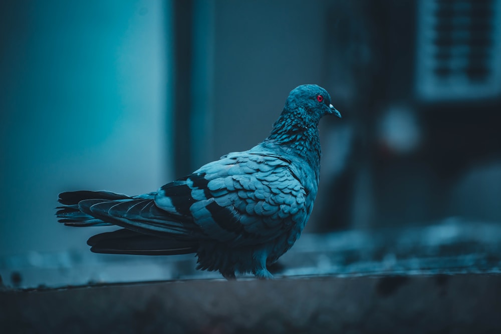 black and white bird on gray concrete wall