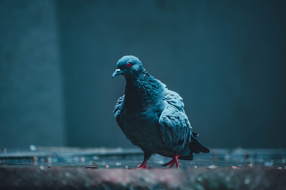 blue and black bird on red surface