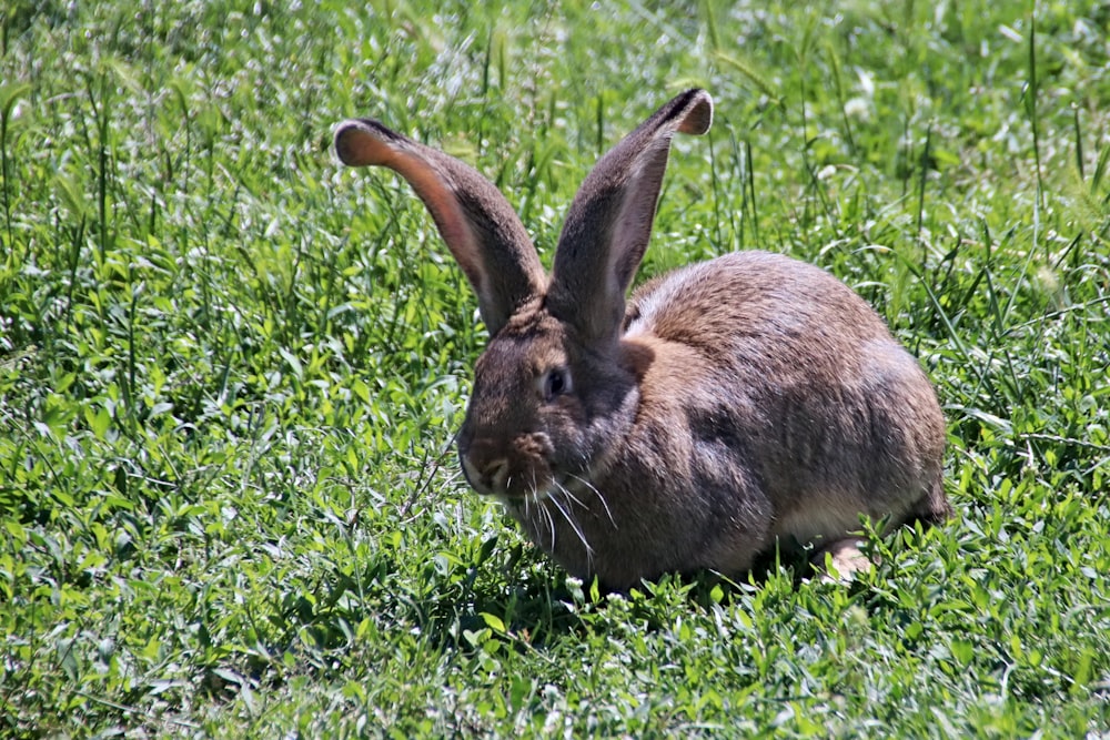 brown rabbit on green grass field during daytime