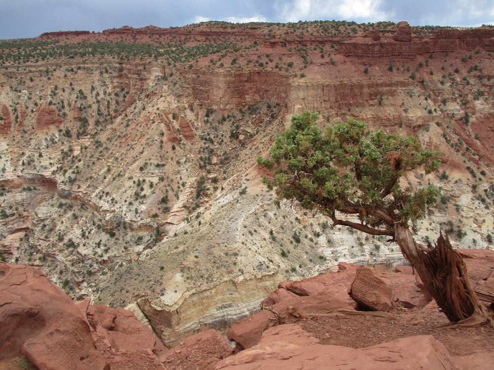 green trees on brown rocky mountain during daytime