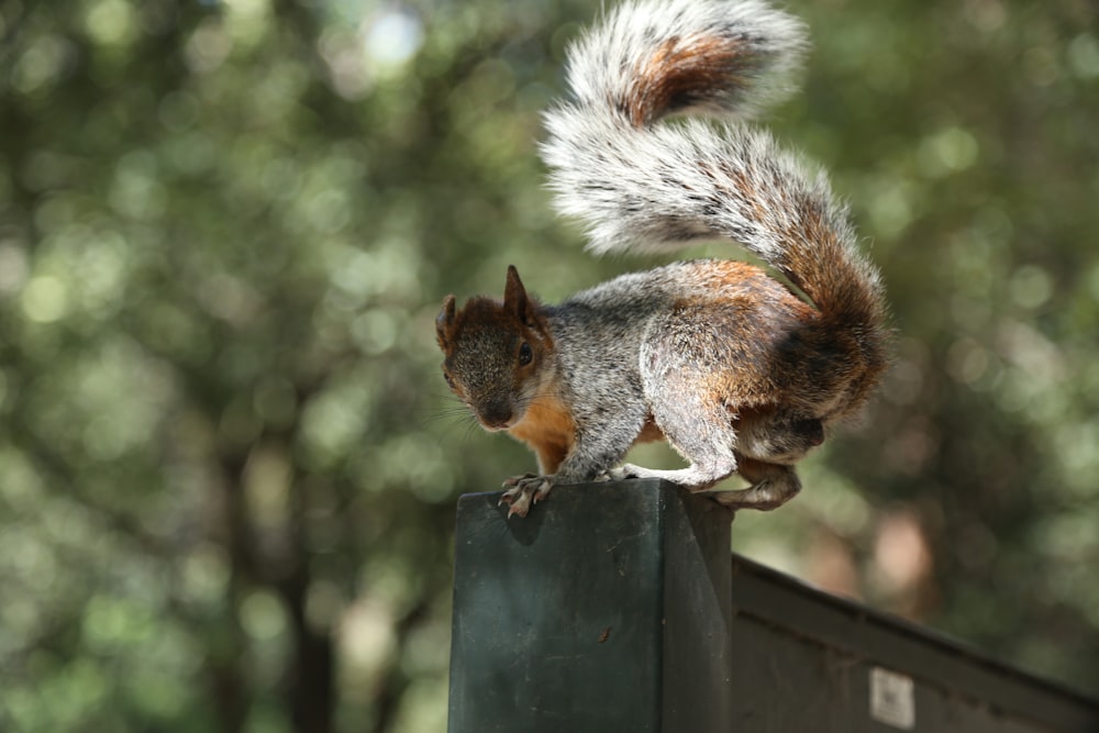 Braunes Eichhörnchen tagsüber auf braunem Holzzaun