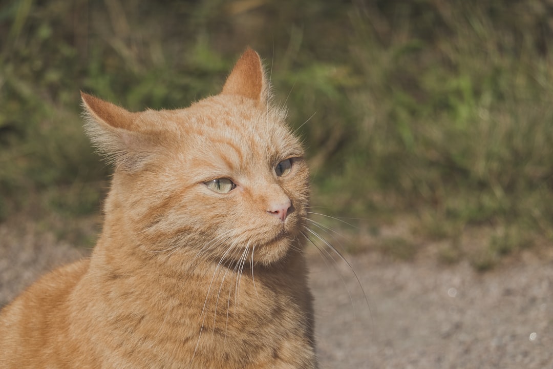 Wildlife photo spot Gamlebyen Nesodden