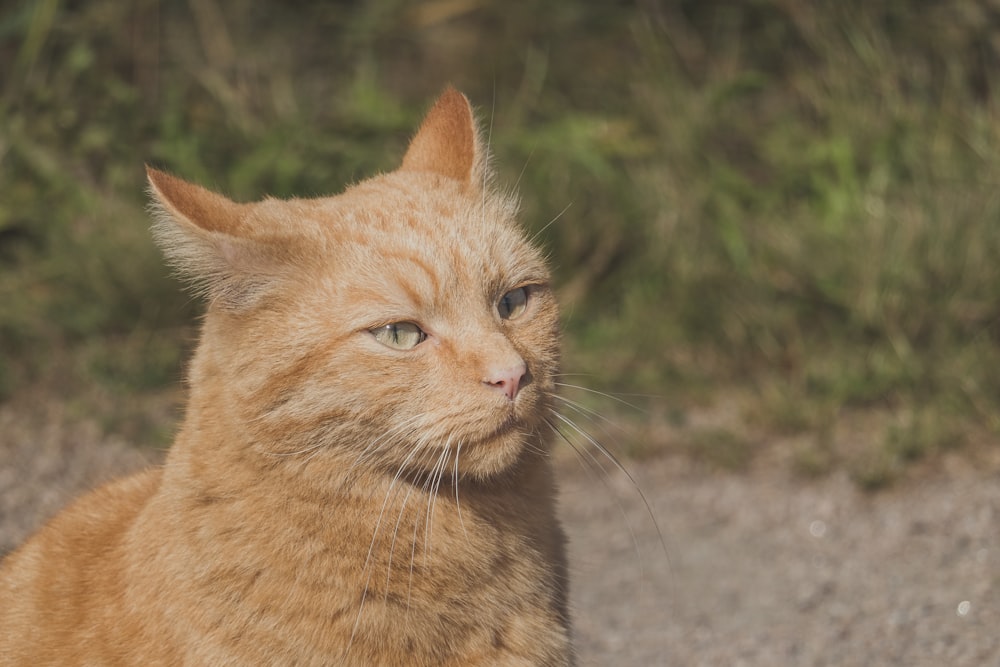 orange tabby cat on gray concrete floor