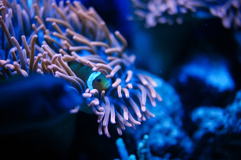 blue and white fish in water