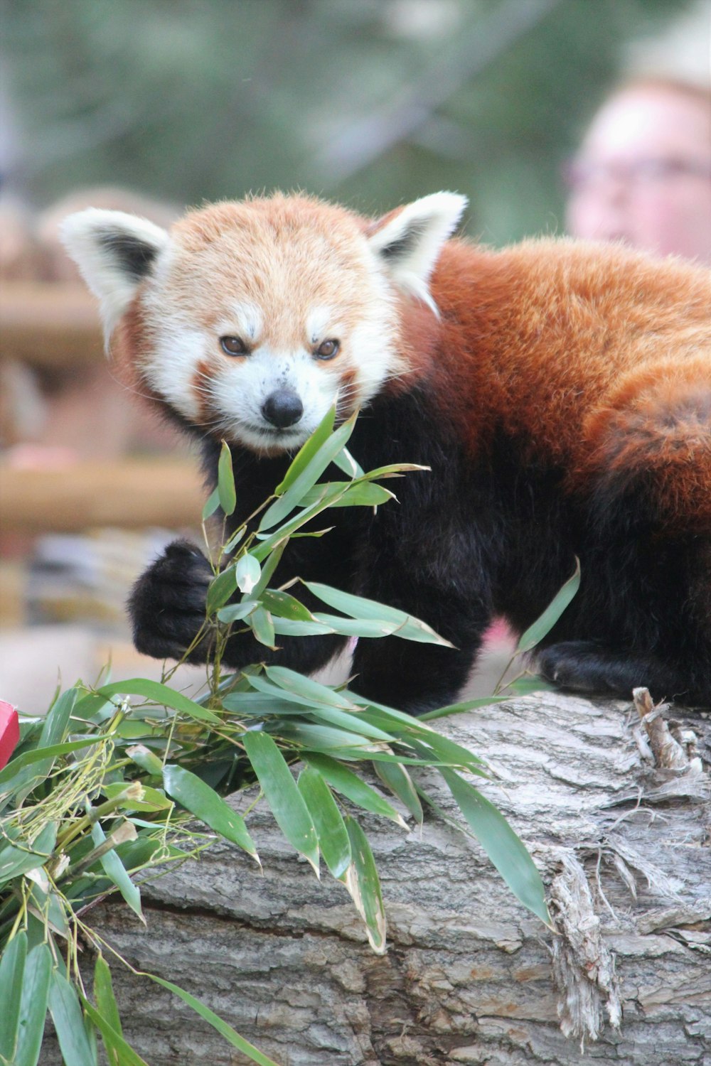 Roter Panda auf grauem Baumstamm