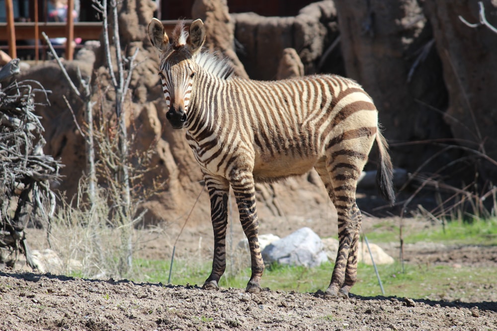 Zebra steht tagsüber auf braunem Gras