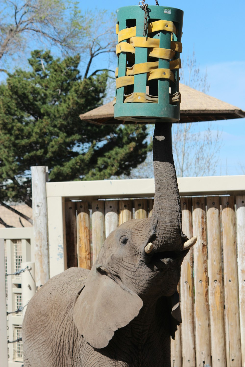 Elefant mit gelber und schwarzer Hutfigur