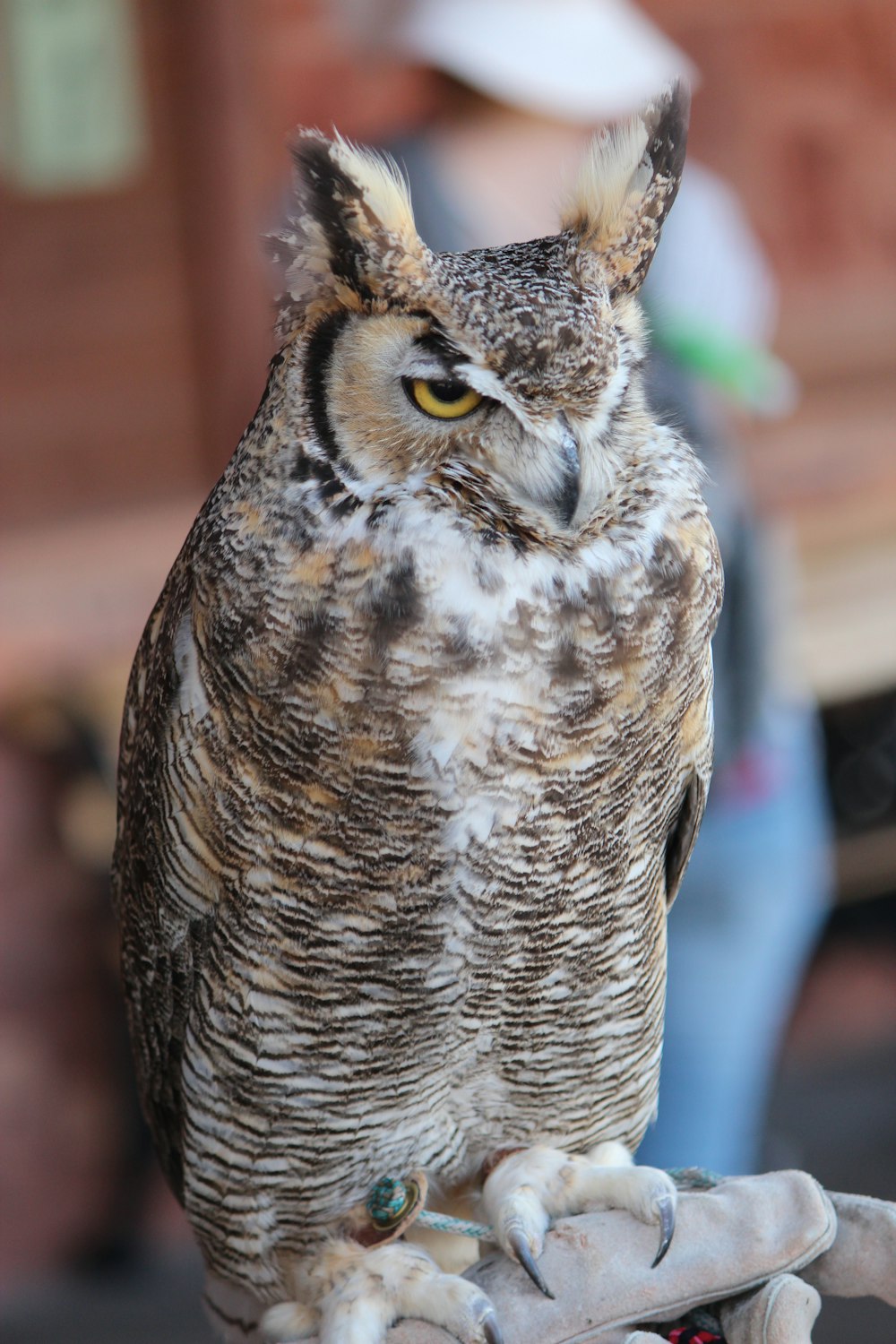 brown and white owl in close up photography