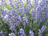 A field of blooming lavender with a bee prominently visible collecting nectar. The lavender flowers are dense, creating a vibrant purple scene against the green foliage.