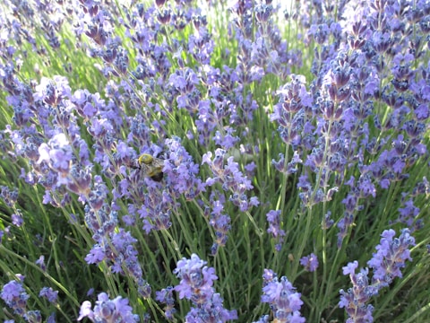 A field of blooming lavender with a bee prominently visible collecting nectar. The lavender flowers are dense, creating a vibrant purple scene against the green foliage.