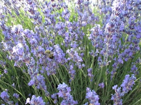 A field of blooming lavender with a bee prominently visible collecting nectar. The lavender flowers are dense, creating a vibrant purple scene against the green foliage.