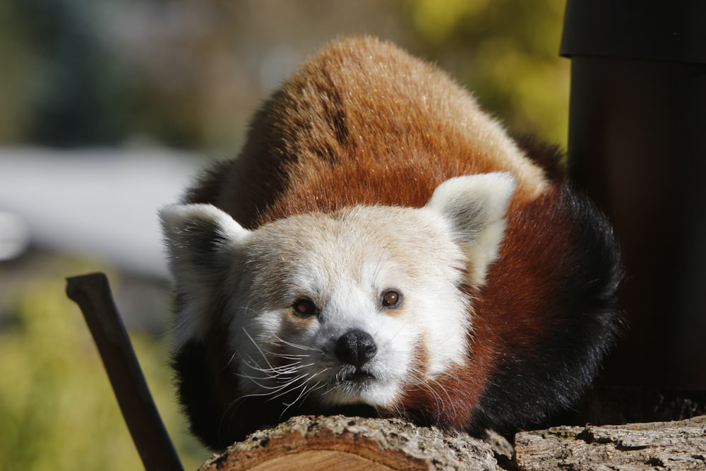 brown and white animal on brown tree branch during daytime