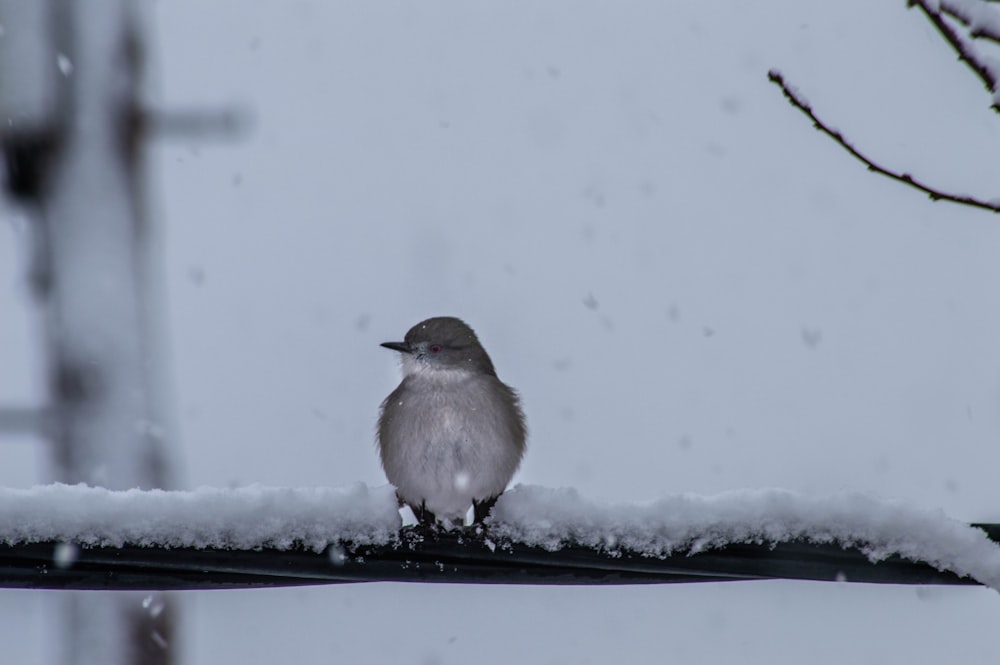 white bird on snow covered ground during daytime