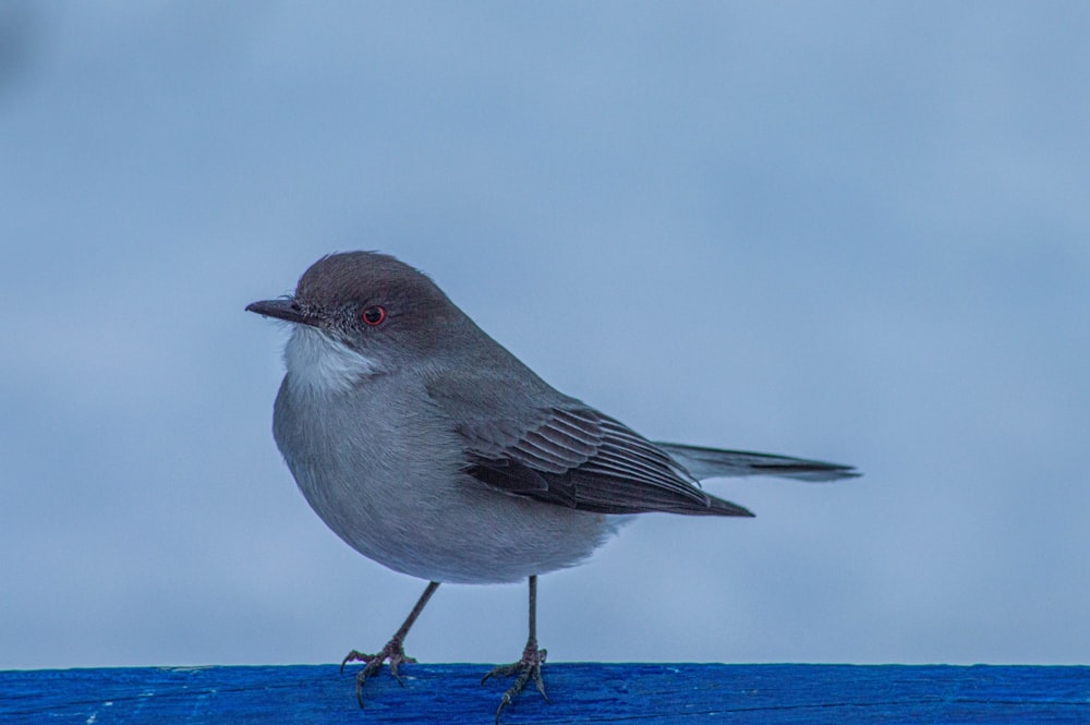 gray and white bird on blue sea water during daytime