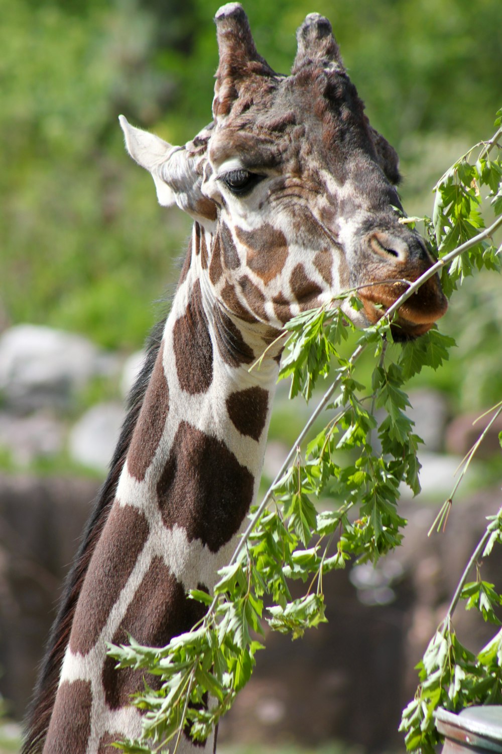 giraffe eating green leaves during daytime