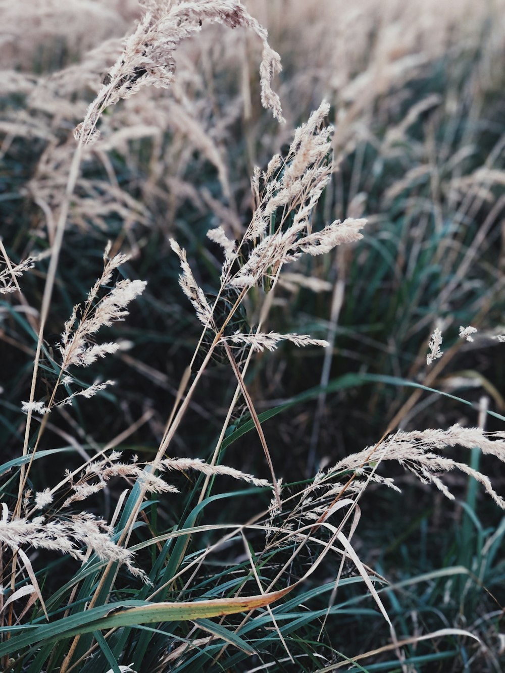 brown wheat field during daytime