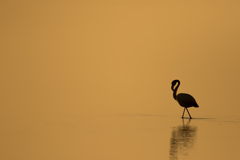 silhouette of duck on water during daytime