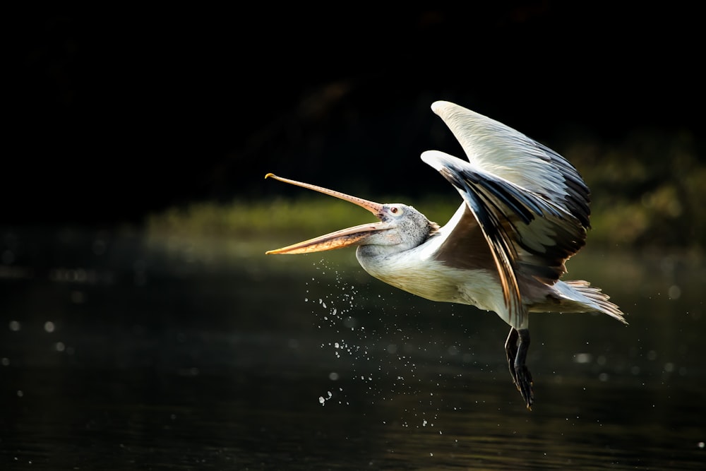 white and black pelican on water during daytime